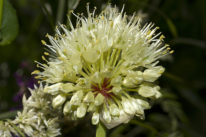 Allium ochroleucum - Magredi